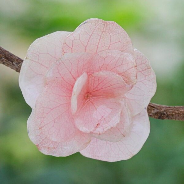 Thai Resin Coated Natural Pink Hydrangea Bloom Brooch Pin 'Pale Pink Hydrangea' Thai Resin Coated Natural Pink Hydrangea Bloom Brooch Pin 'Pale Pink Hydrangea'